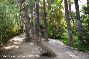 19 ELCHE HUERTO DEL CURA (53)